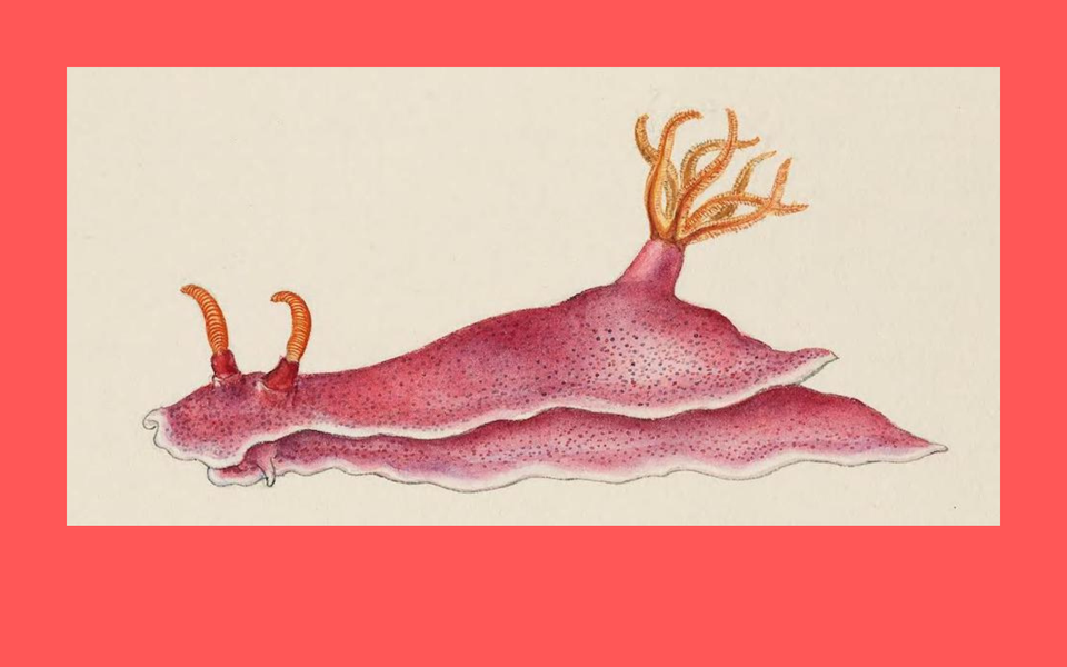 Staffel 2: Community Safari — Was können Communities?