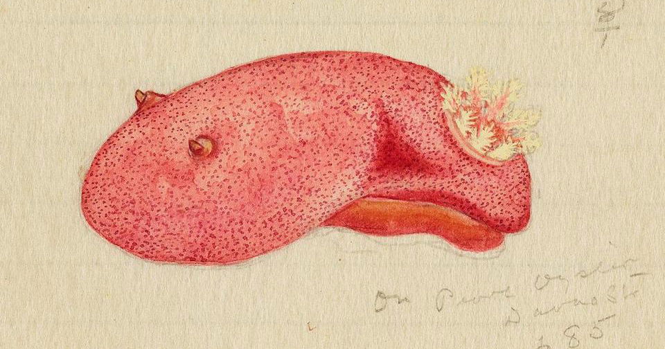 Staffel 2: Community Safari — Was können Communities?